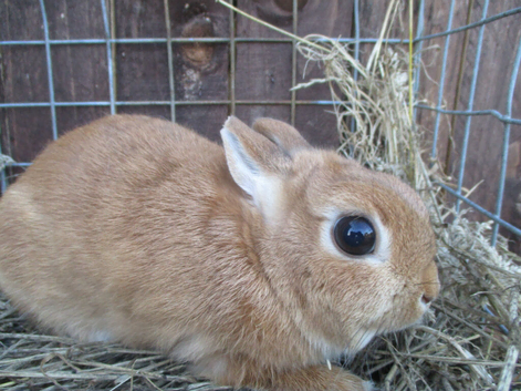 netherland dwarf female