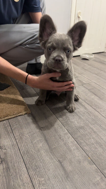 Beautiful fluffy blue boy