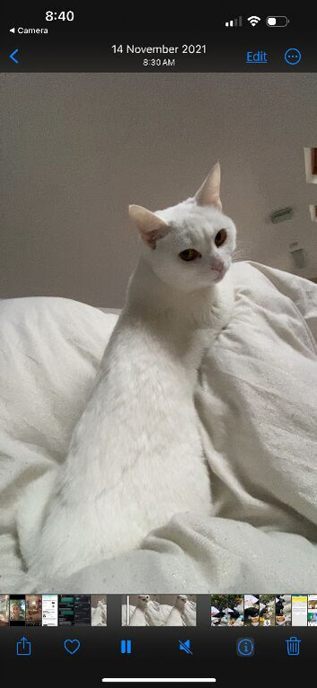 Adorable lovely cat to re home