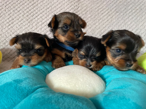 Beautiful small Yorkshire Terrier Pedigree