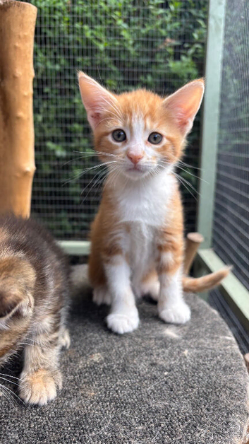 READY NOW Gorgeous Maine Coon Kittens