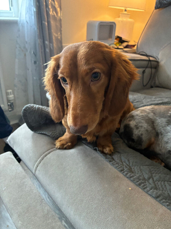 Dachshund male puppy
