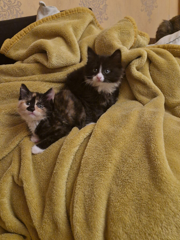 Cute cats are looking for a new home.