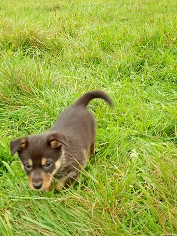 Kelpie X sheep dog