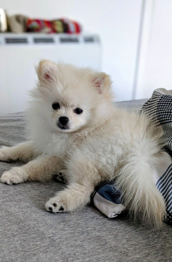 White Pomeranian Puppy Girl Croydon