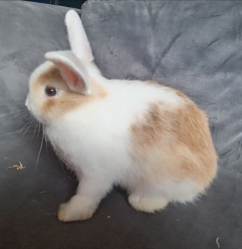 4 bucks 9wks old ready now
