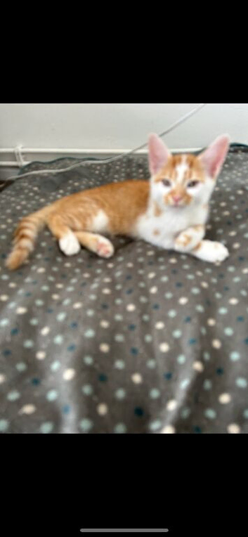 Milo