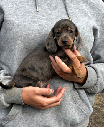 Ready to leave Sunday dachshund puppies
