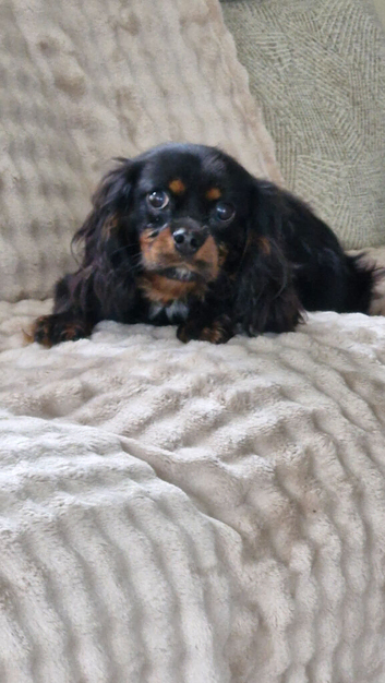 King charles spaniel