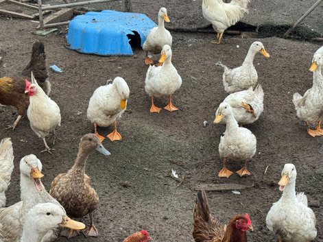 Ducks for sale.