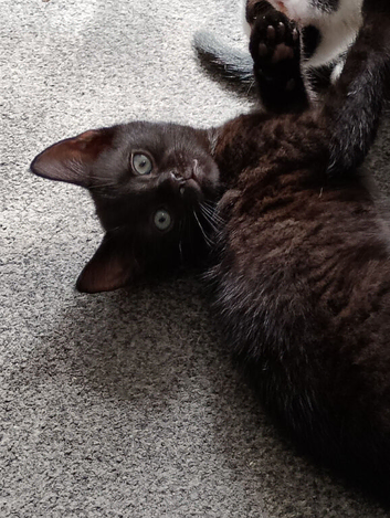 1 lovely kitten for sale