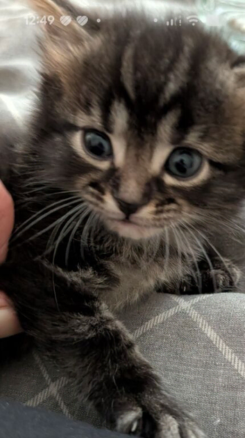 mixed breed British shorthair/Egyptian May kittens