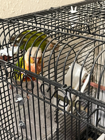 Conure breeding pair