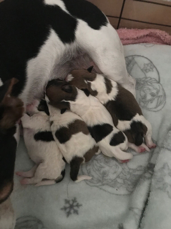 Jack Russell