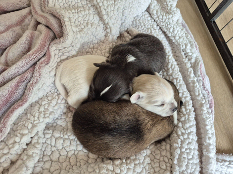 Long hair chihuahua
