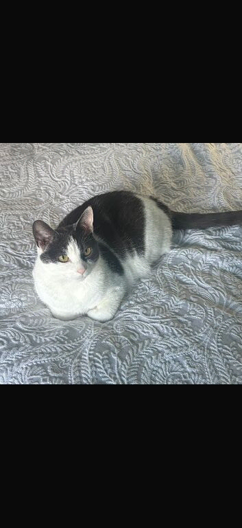 Female cat looking for a new home