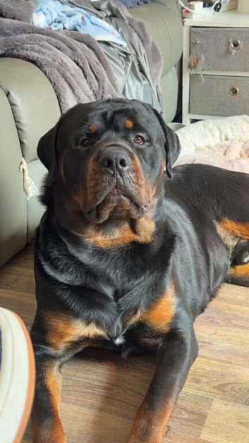 Rottweiler Stud