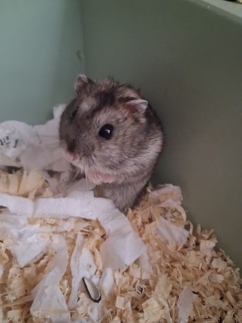 Hamster