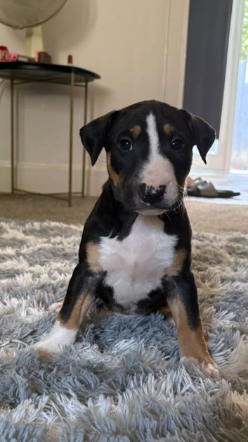 English bullterrier pupps