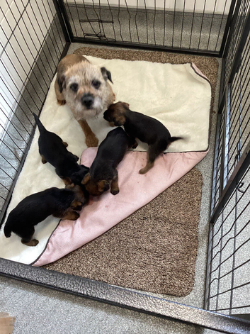 Border Terrier Pups