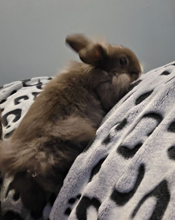 Lionhead x lop rabbit