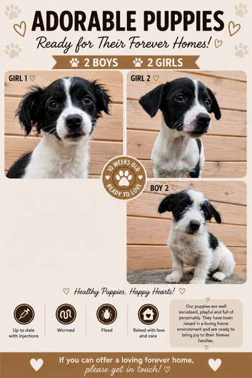 10 week old jack russsle pups 2 boys left 1 girl
