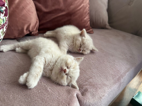 Gorgeous British shorthair kittens