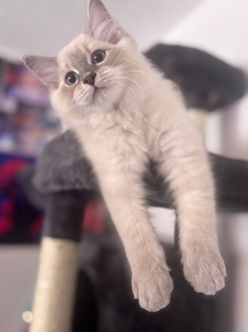 1 Female, 1 Male Purebred Ragdoll, Purebred