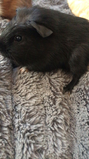 2 baby male guinea pigs