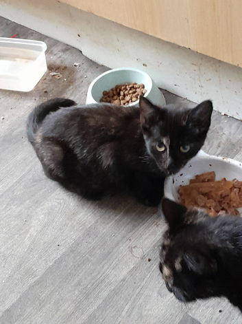 Female kitten looking for her forever home