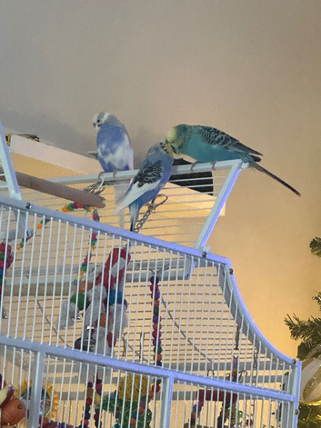 3 budgies