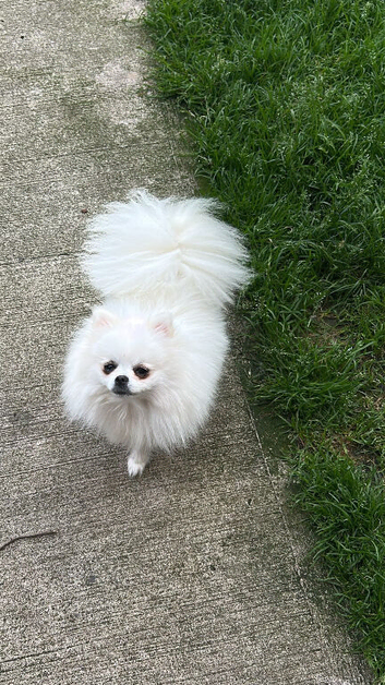 Gorgeous pure white Pom