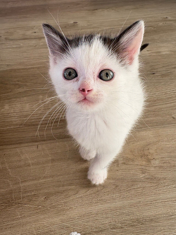 Kittens