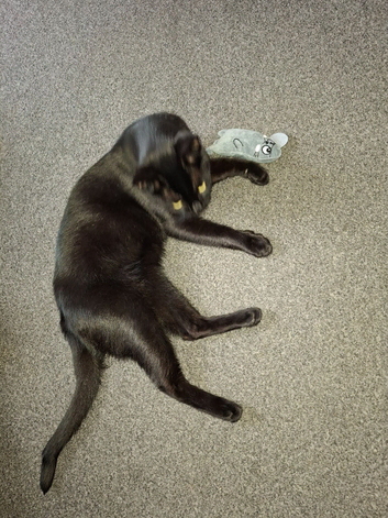 Cat for sale