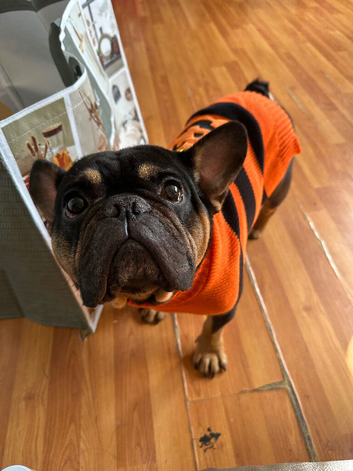 French Bulldog
