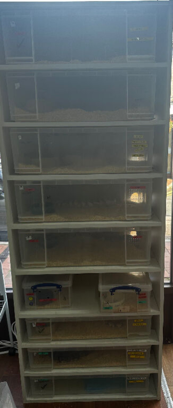 Breeding Rack + 9 Royal Python Snakes