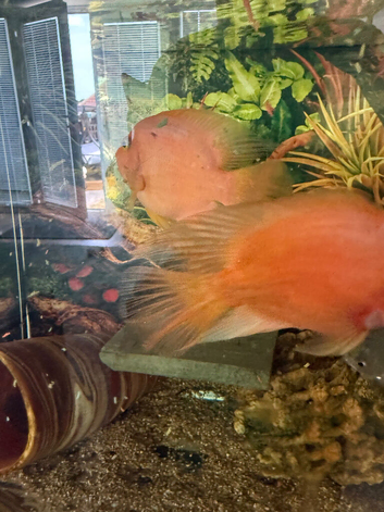 2x  large blood parry fish