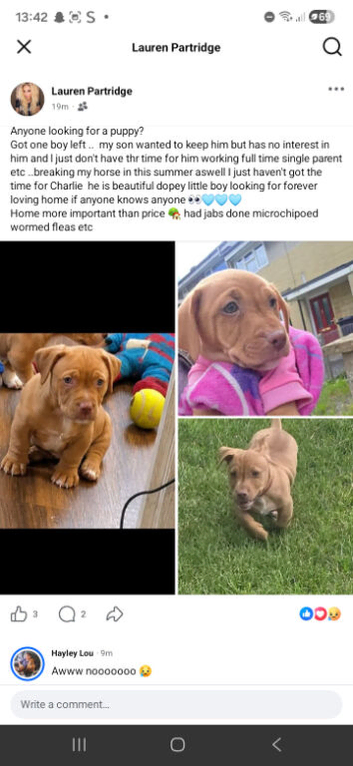 Charlie is looking for his forever loving home