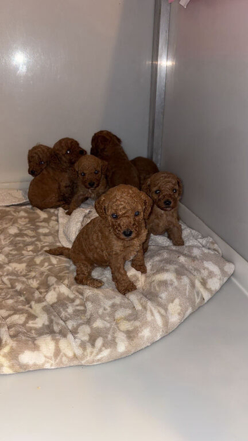 Beautiful poodle puppy&rsquo;s ️