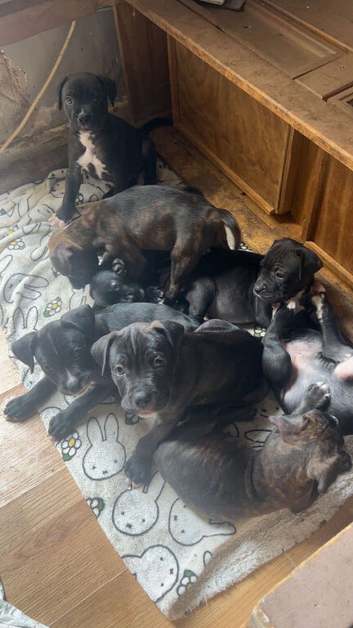 8 boxer cross sharp pei pups