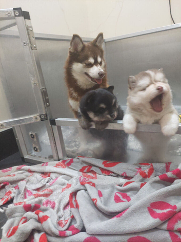 Pomsky Puppy's are ready to leave now