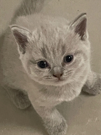 !!!READY NOW !!!!Absolutely gorgeous Gccf lilac British shorthair active
