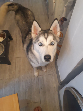 Beautiful blue eyed husky pup