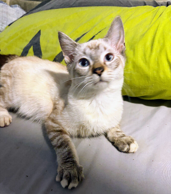 Siamese kittens