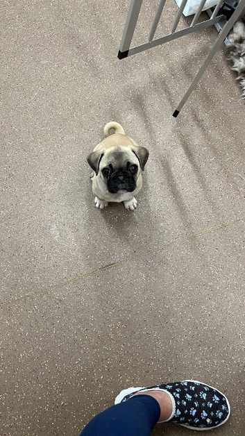 Buddy (frug)