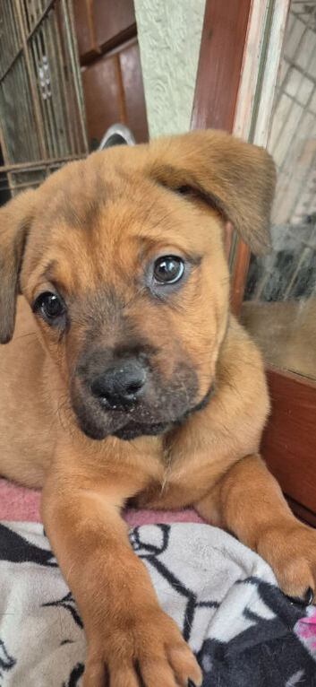 Mastweiler puppys
