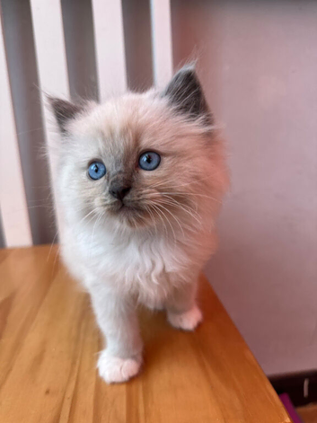 Male Ragdoll kitten