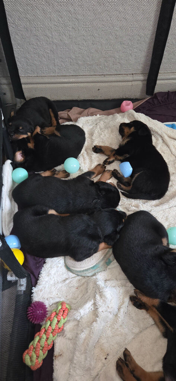 8 rottweiler pups