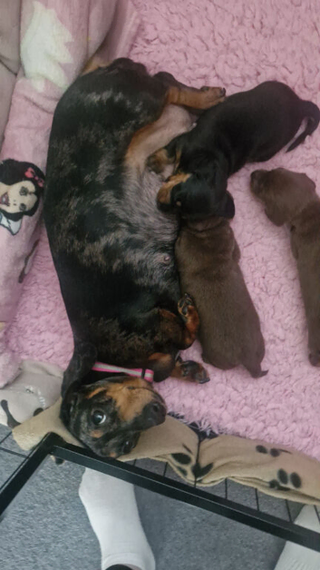Dachshund puppies