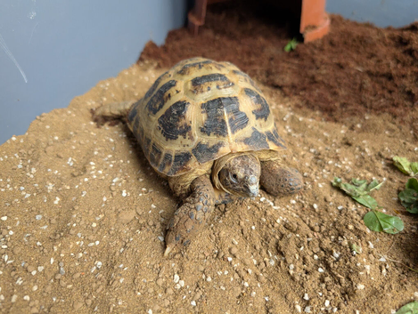 8 year old tortoise